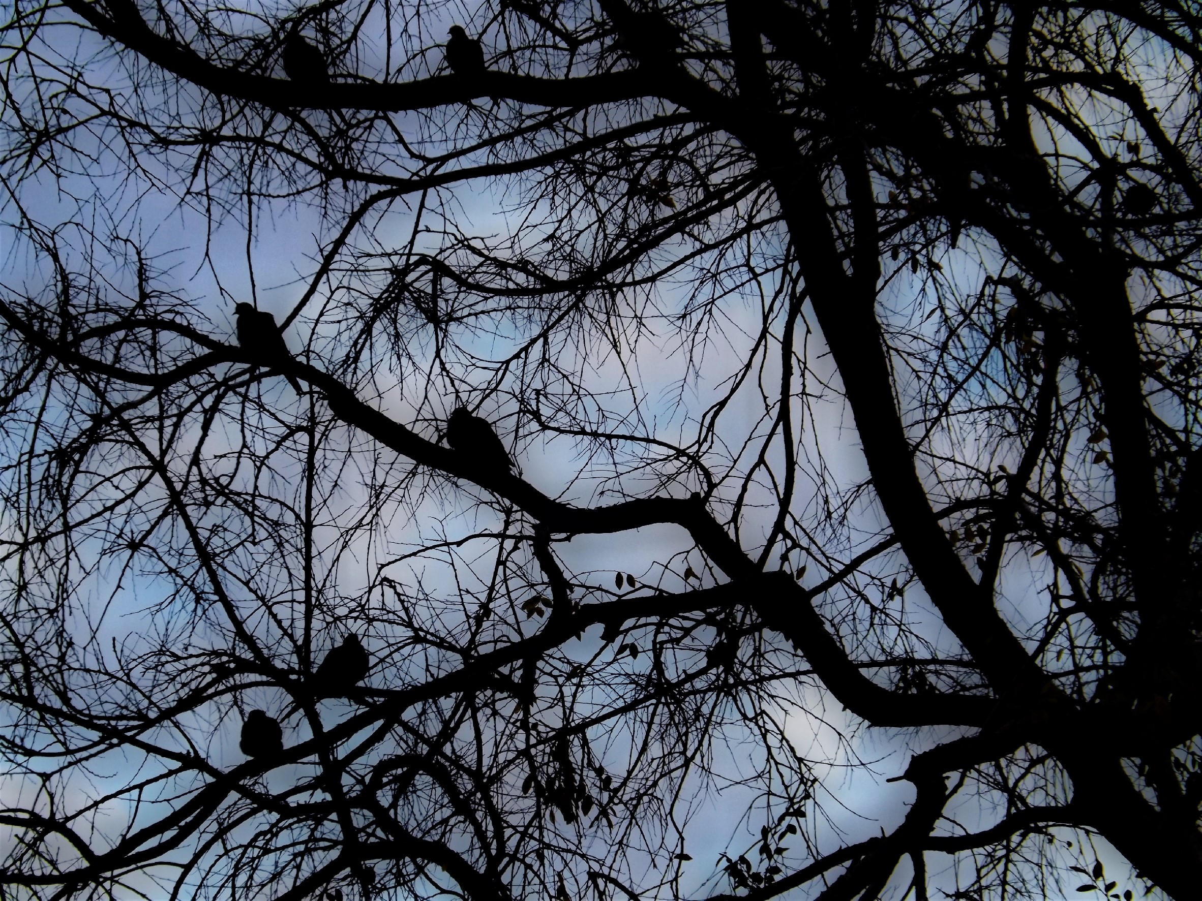 tree-birds