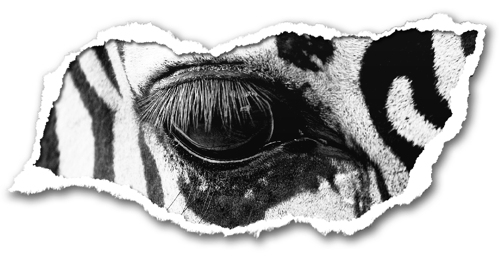 There’s no “I” in&nbsp;Team