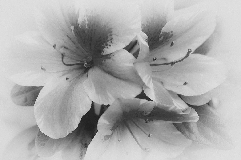 Rhapsody in Black &&nbsp;White